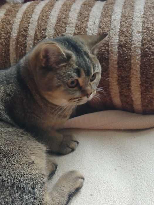 Британская шиншиловая кошечка