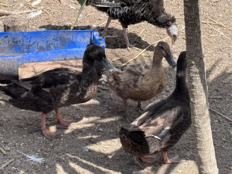 Patos disponiveis