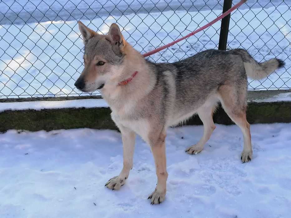 czechoslowacki wilczak pies