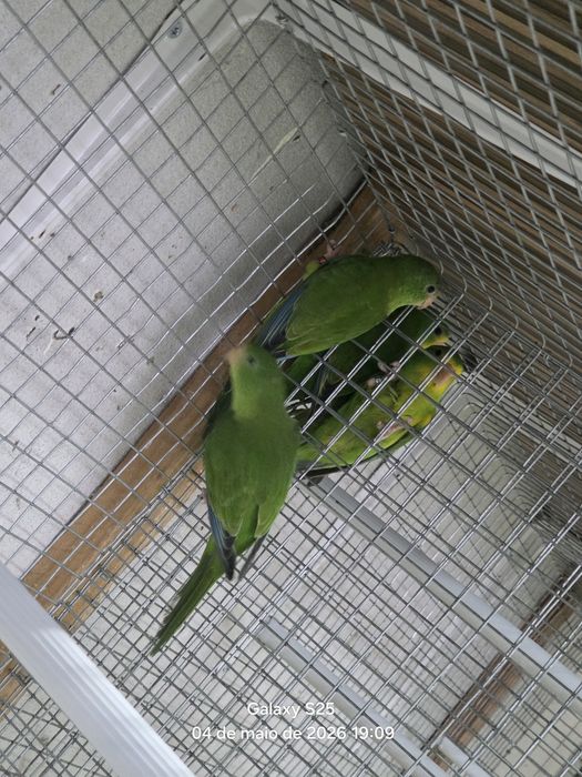 Casais periquito Limao
