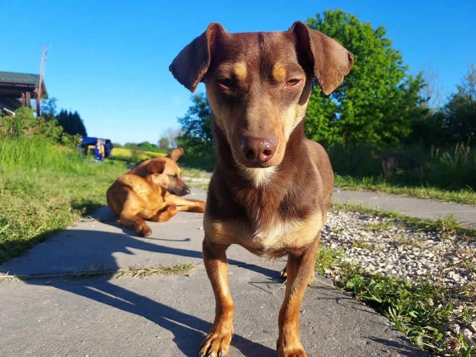 Tomasz - chętny do adopcji !