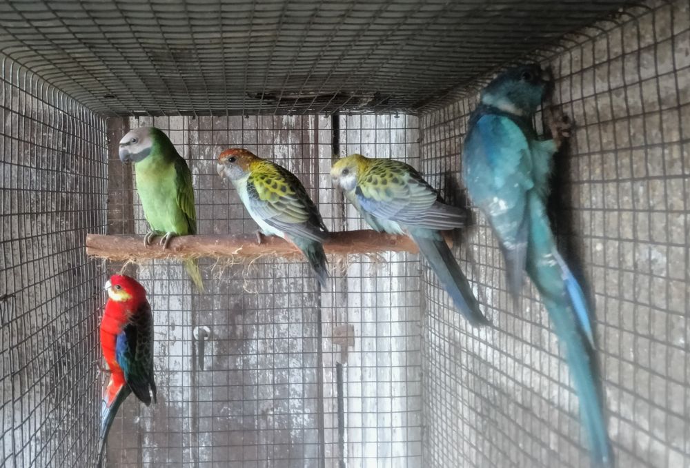 Psitacideos diversos