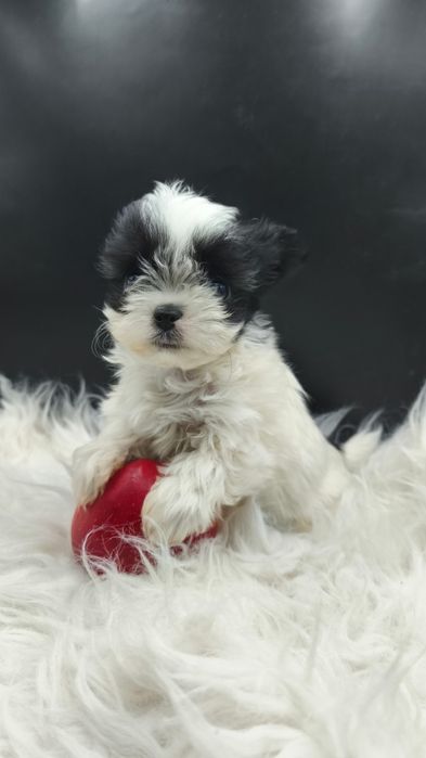 Мини девочка чихуахуа/йорк