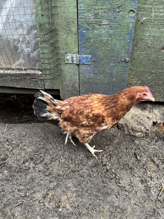 1+2 mix silka/kochin miniaturka/rosa