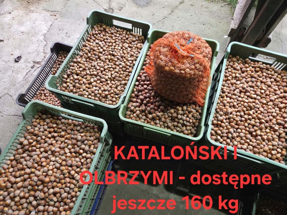 Orzechy laskowe tegoroczne