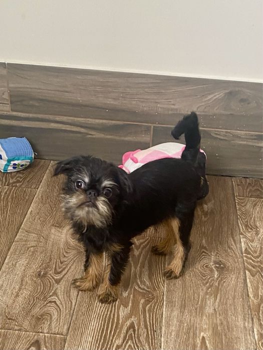 Бельгийский гриффон