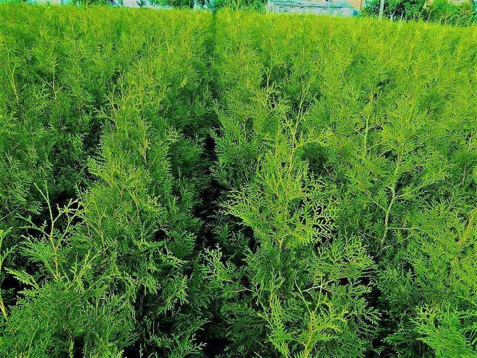 WIOSENNA PROMOCJA !! Tuja Tuje Brabant 140-150 cm Sadzenie