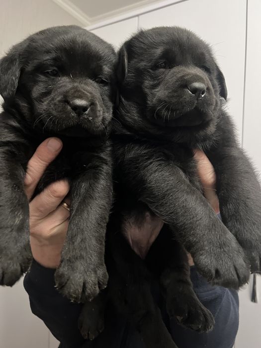 Лабрадор _ собака універсальна