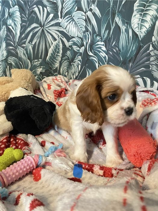 Cavalier King Charles Spaniel - piesek
