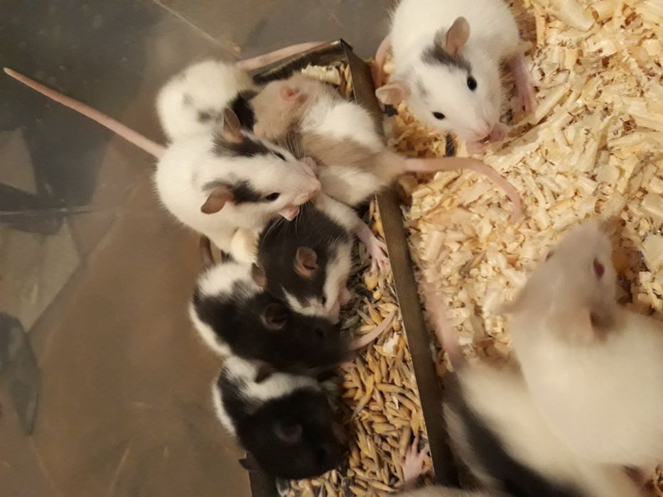 Щурики декоративні.РОЗПРОДАЖ,ВІК 3 МІСЯЦІ