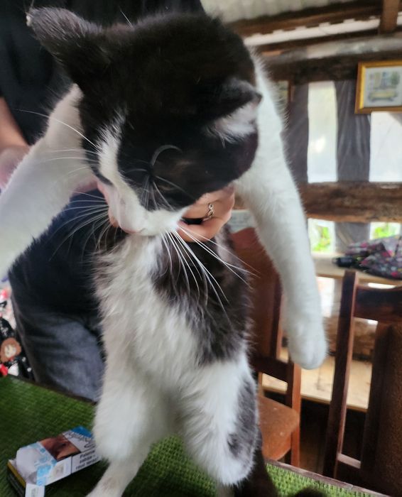 Koty do adopciji