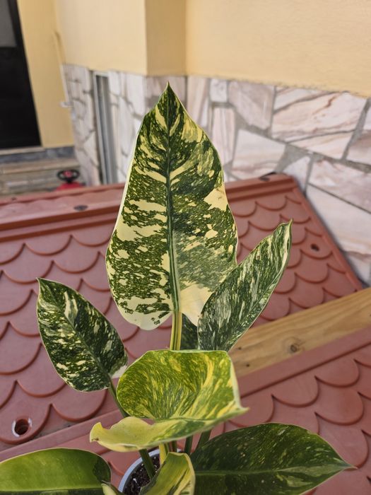 Philodendron Green Congo Variegata