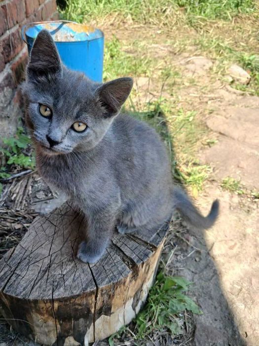 Віддамо кошенят.