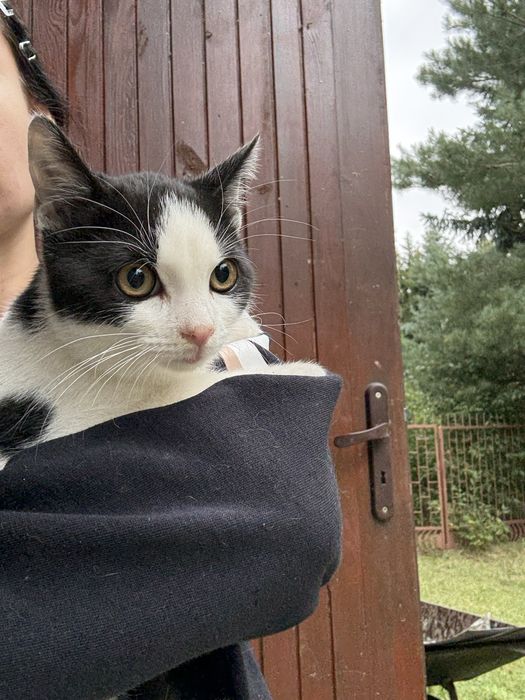 Kotka Trixi prosi o domek - pokochaj