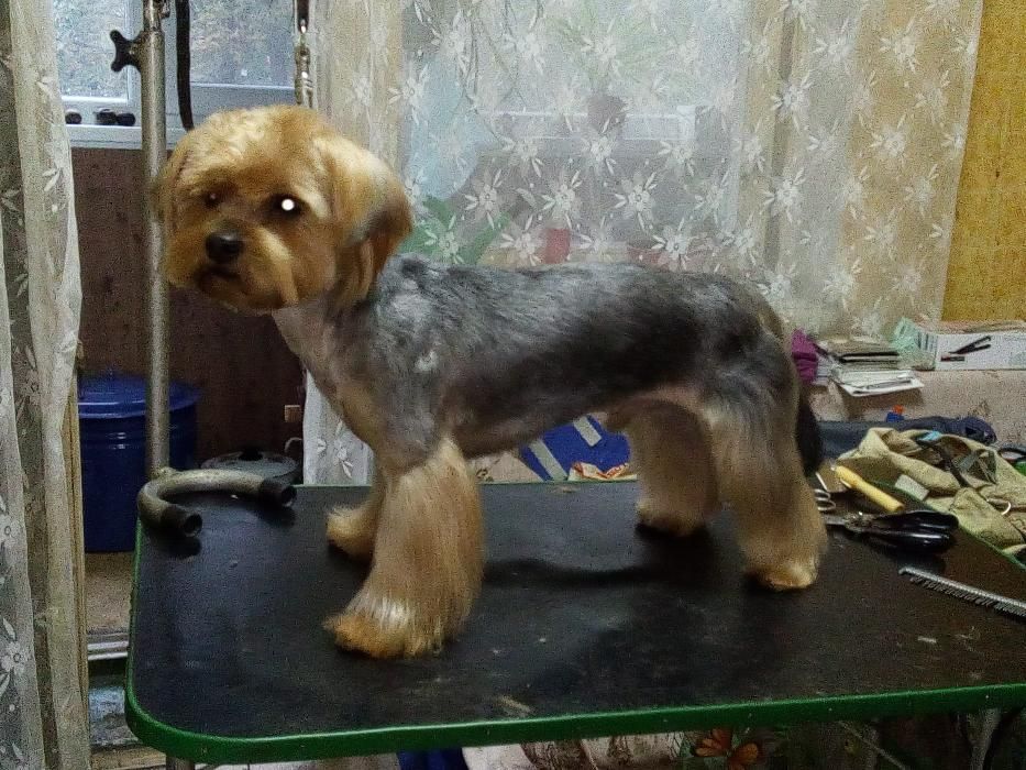 Стрижка собак и котов по приемлемым ценам. Днепропетровск.