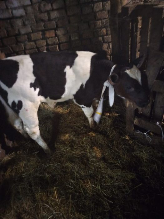 Продам два бичка на годівлю.