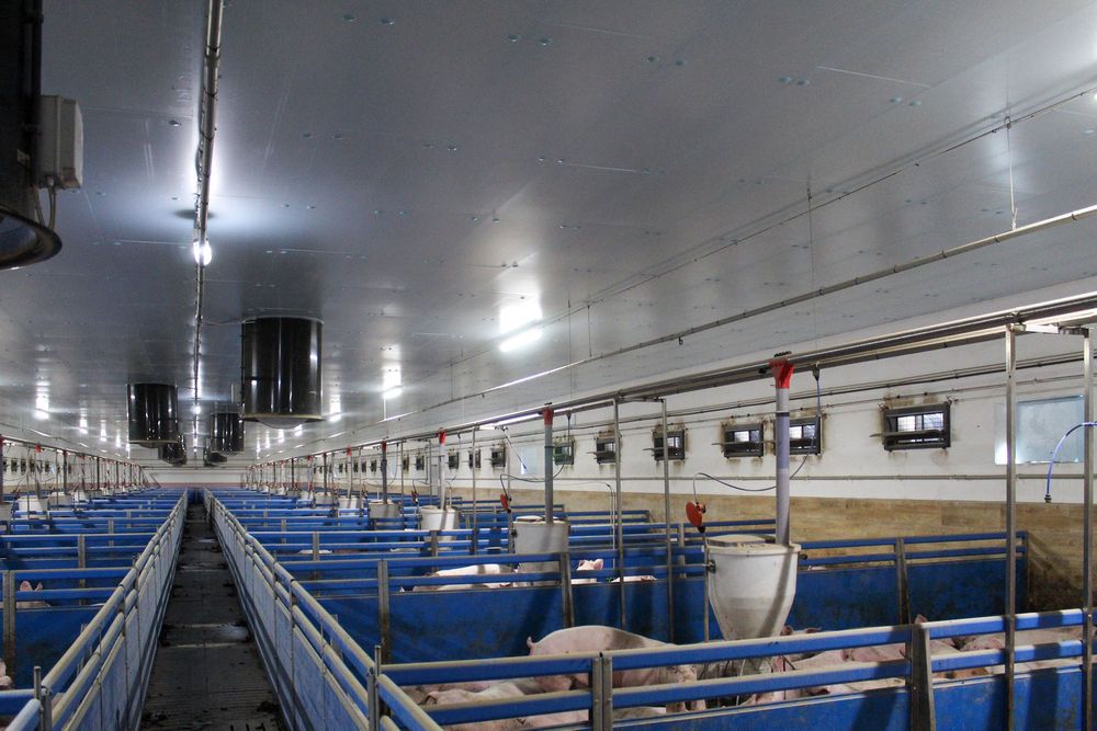 Ocieplenie do Obór Kurników Tuczarni Chlewni Hali Styrodur XPS AGRO