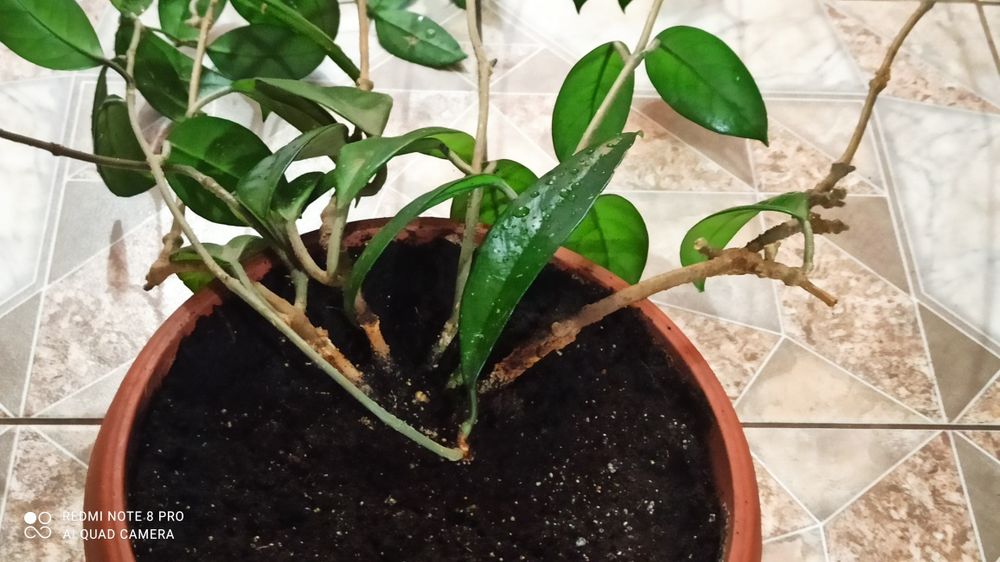 Хойя Карноза (мясистая)