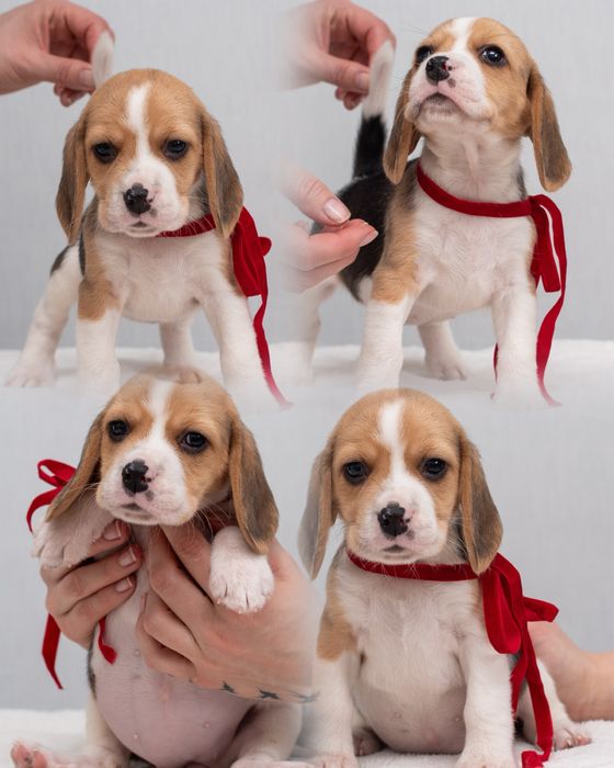 Цуценята бігля - 2 місяці