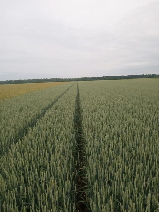 Sprzedam siano sloma