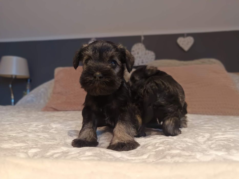 Sznaucer miniaturowy miniatura miniaturka