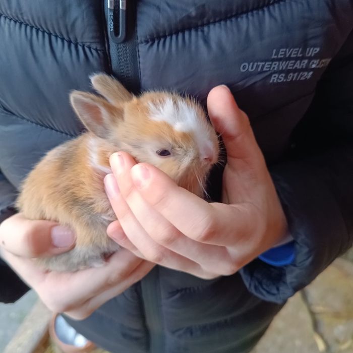 Króliki miniaturki młode