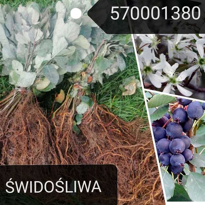 Jeżyna bezkolcowa słodkie i duże owoce