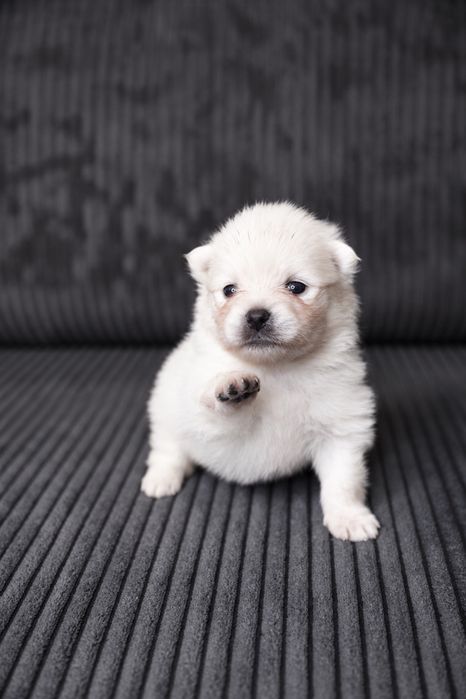 Szczeniak rasy pomeranian szpic miniaturowy