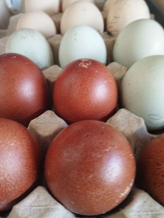 Ovos Marans ferteis