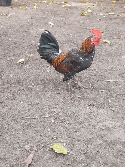 Продам декоративних півників