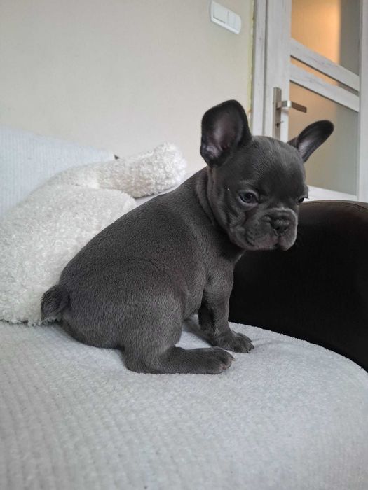 Buldog Francuski dziewczynka Blue