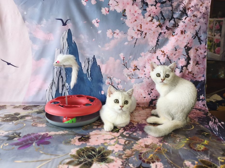 Скотіш страйт дівчинка