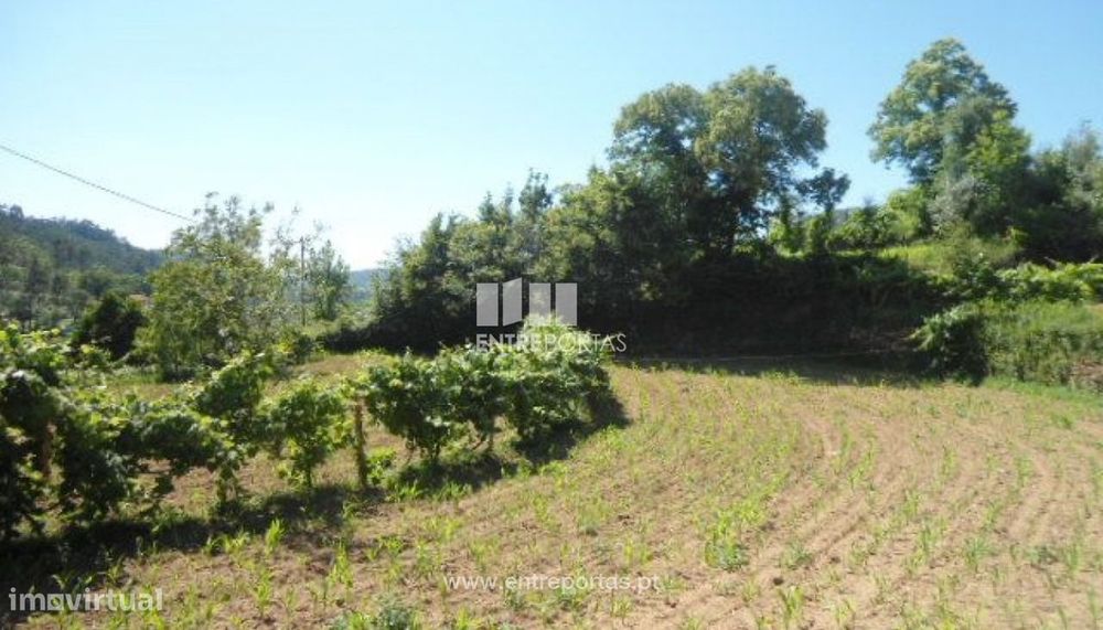 Venda Terreno, Nespereira, Cinfães