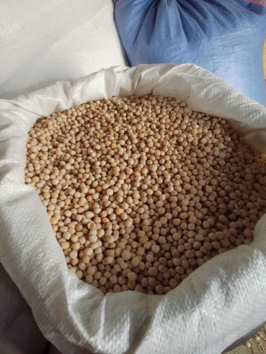 Groch siewny astronauta. Bobik