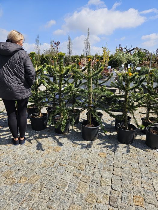 Araucaria 30 -120 cm,Dzewo oliwne, Yucca rostrara