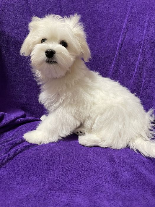 Мальтезе хлопчик