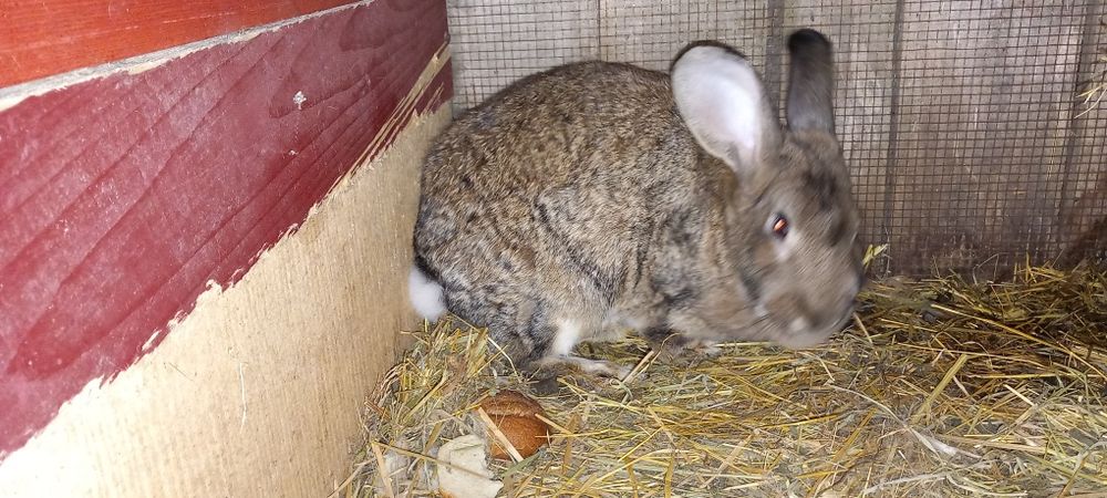 Kroliki samce i samice