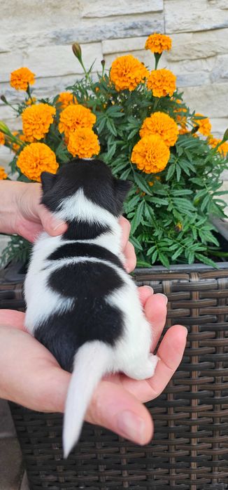 Chihuahua piesek piękny bialo czarny