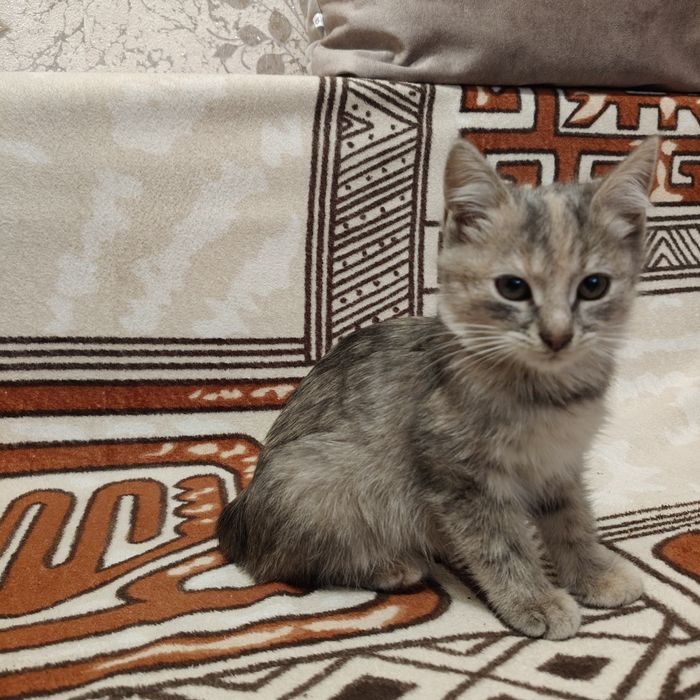 Котики шукають дім БЕЗКОШТОВНО