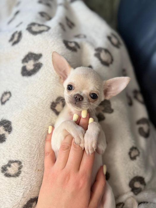 CHIHUAHUA, dziewczynka krótkowłosa, prawdziwy rodowód FCI