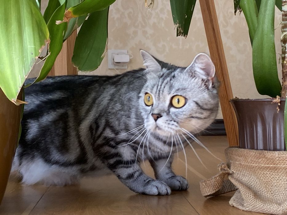 Кішка вязка такої саме породи !!!