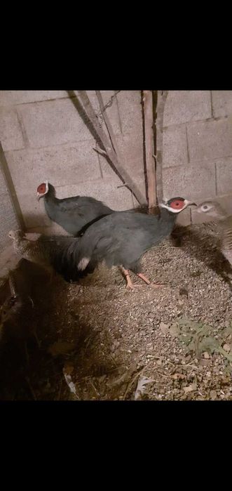 Faisões  muito bonitos raças  puras