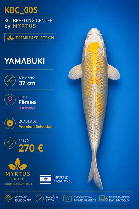 Carpas koi Israel disponíveis qualidade Premium