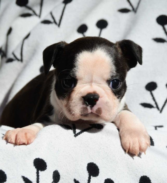 Бостон тер'єр, Бостон терьер цуценята