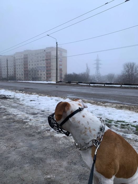 Отдам собаку бесплатно