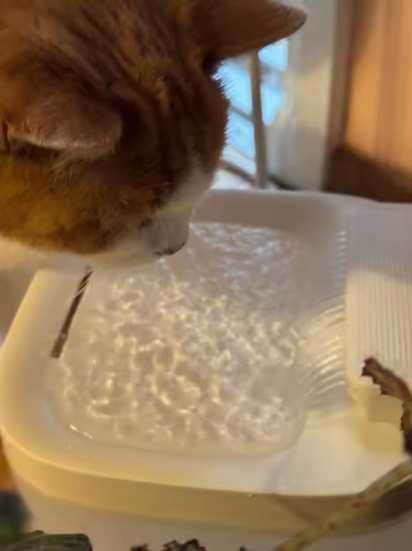 Фонтан, автоматическая поилка для животных (3л.)