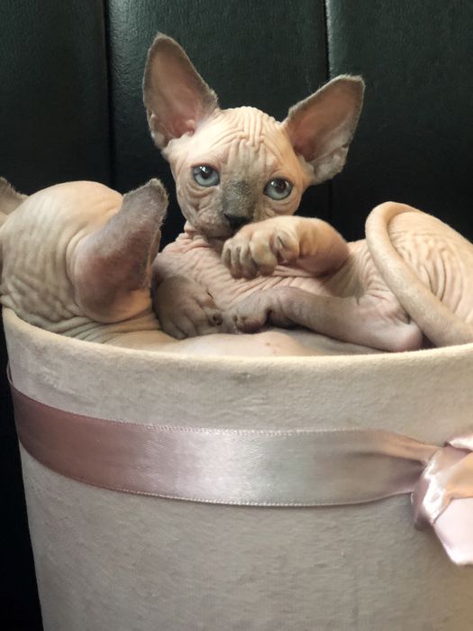Супер ласковый котенок мальчик