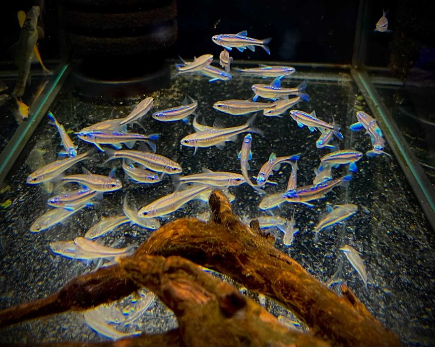 Notropis chrosomus / Hybopsis chrosomus - TINA ZOO ZABRZE