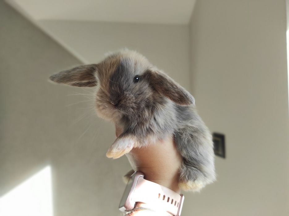 Mini Lop Króliczki Czystej Rasy z WYPRAWKĄ Śliczne Malutkie Króliczki