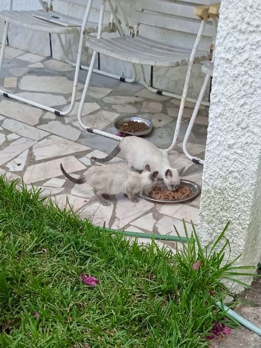 Gatinhos à procura de uma família consciente